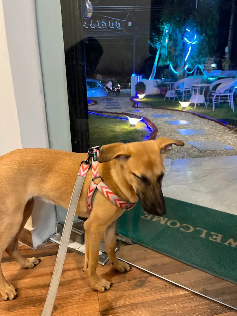 Pet grooming client transformation